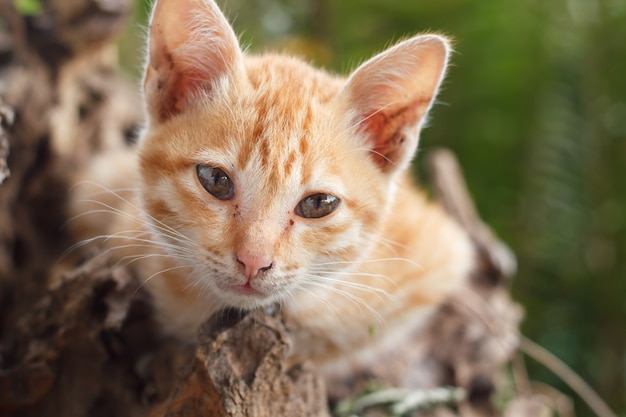 Gatto di gattino rosso corto