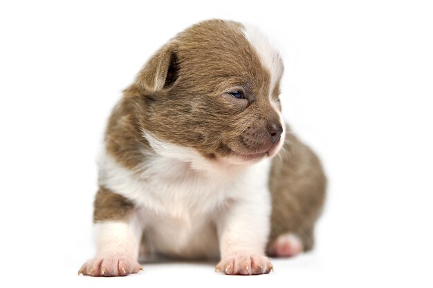 Shorthaired Chihuahua puppy on white isolated