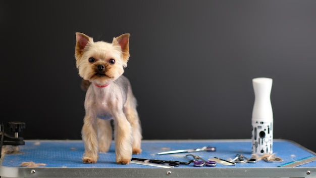 A shorthaired Yorkshire Terrier dog stands on a table next to s