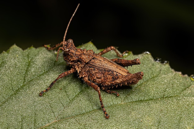 Shorthorned Grasshopper Insect