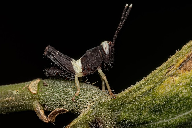 Shorthorned Grasshopper Nymph