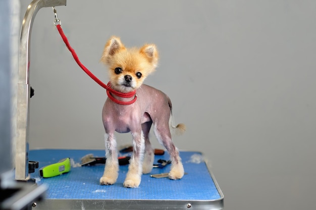 A shortshaven pomeranian after a haircut on the table