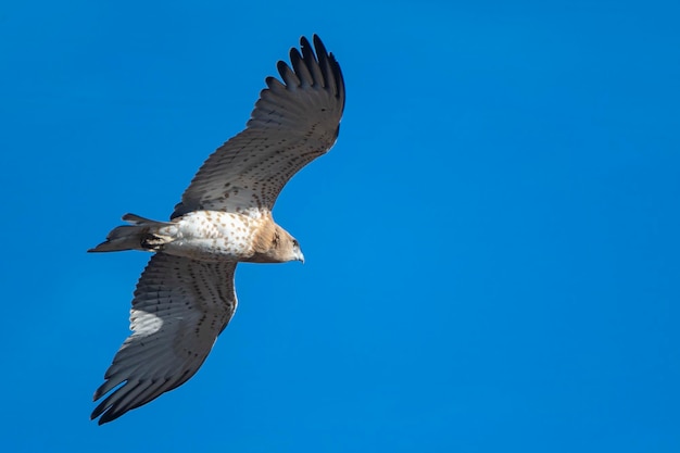 Shorttoed 뱀 독수리 또는 Shorttoed 독수리 Circaetus gallicus 말라가 스페인