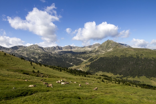 Colpo di animali al pascolo in un campo circondato da bellissime montagne sotto il cielo nuvoloso