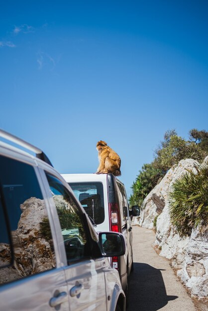 Shot of an ape on the top of a van in Gibraltar nature reserve