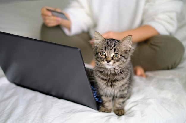 Shot of a beautiful little cat sitting next to a laptop while its owner is shopping online with a credit card in the background woman makes an online order at the pet store and pays with credit cards