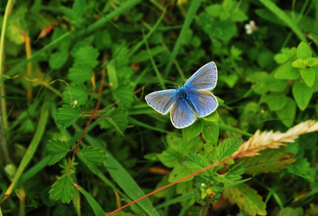 A shot of the chalk hill blue butterfly