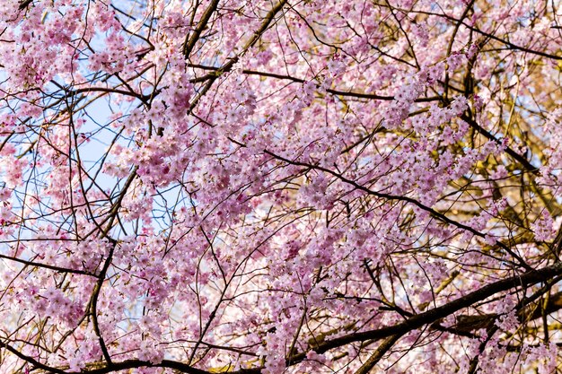 Shot of cherry blossom Cherry Tree In Spring