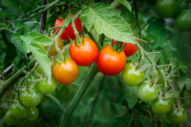 Shot of cherry tomatoes yellow tomatoes in a summer garden