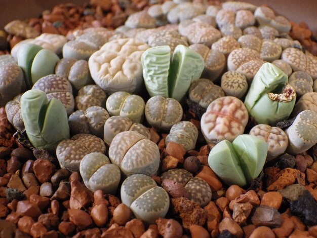 Photo shot of colorful and unique lithops