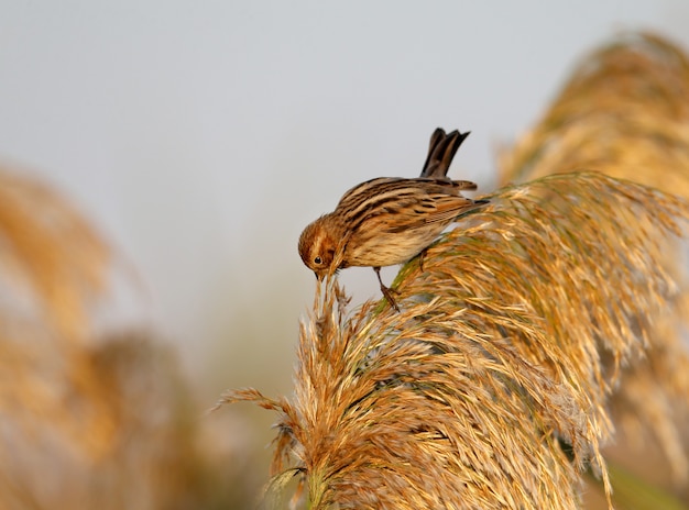 A shot of a common reed bunting female sitting on a dense reed flower