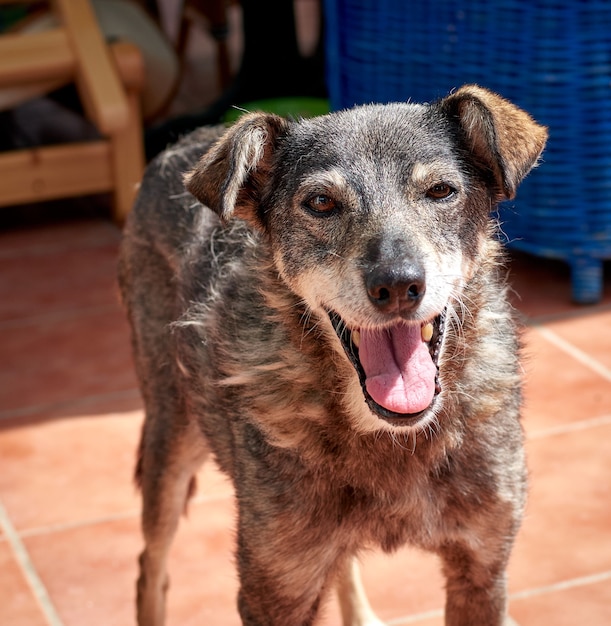 A shot of a cute blue heeler mixed dog during daylight