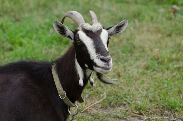 Shot of cute dark goat. Head of funny  black goat. Black goat portrait. Dark goat on green  summer meadow