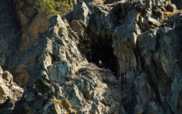 Shot of an eagle nesting site high in the craggy cliffs