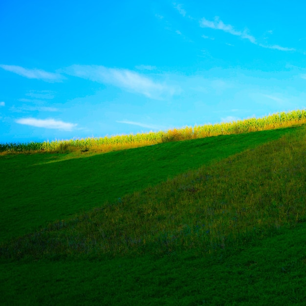 Shot of green field with yellow flowers