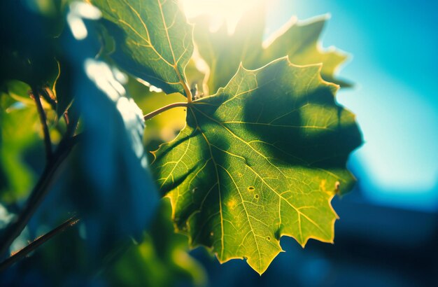 写真 明るい青い日に対する緑の葉のショット