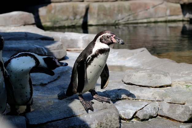 写真 動物園でのペンギンのショット