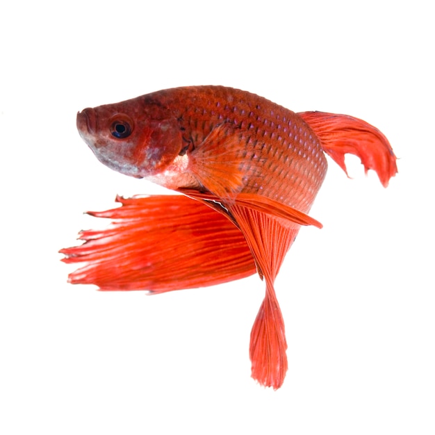 Shot of a red Siamese fighting fish under water in front of a white background