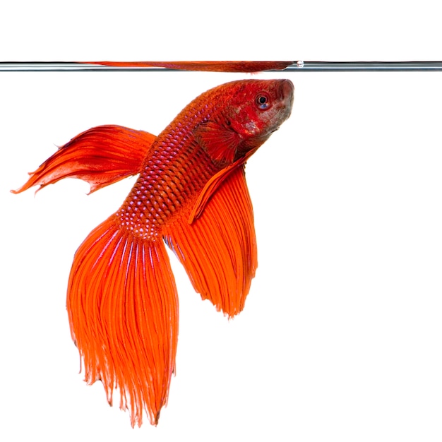 Shot of a red Siamese fighting fish under water in front of a white background