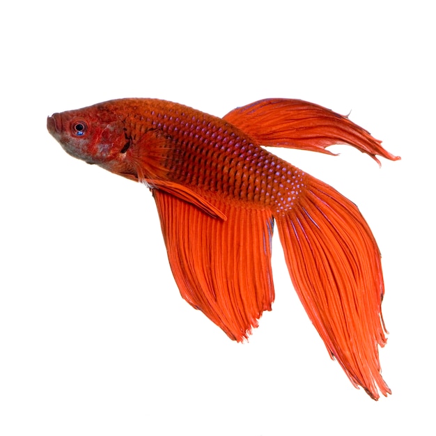Shot of a red Siamese fighting fish under water in front of a white background