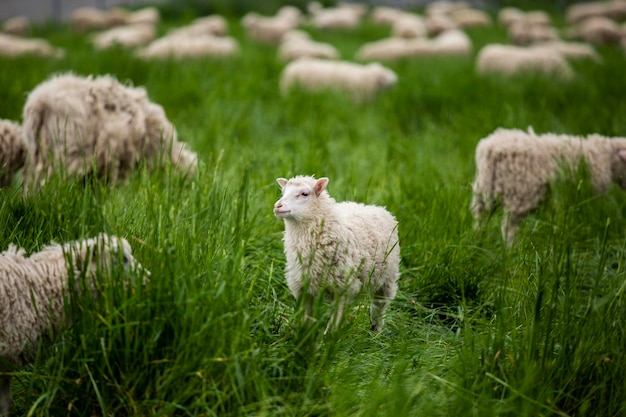 Shot of the sheep in the farm with blurred background