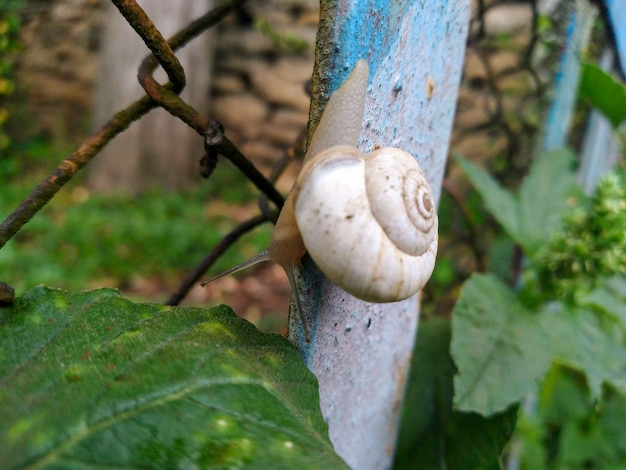 Shot van een witte Druivenslak Helix pomatia kruipend op de boomstam