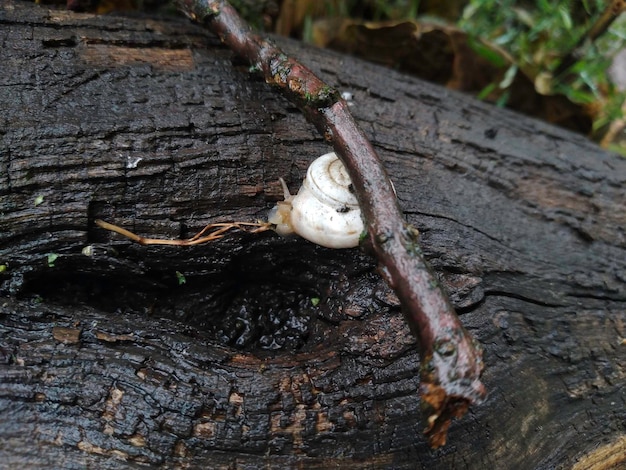 Shot van een witte Druivenslak Helix pomatia kruipend op de boomstam