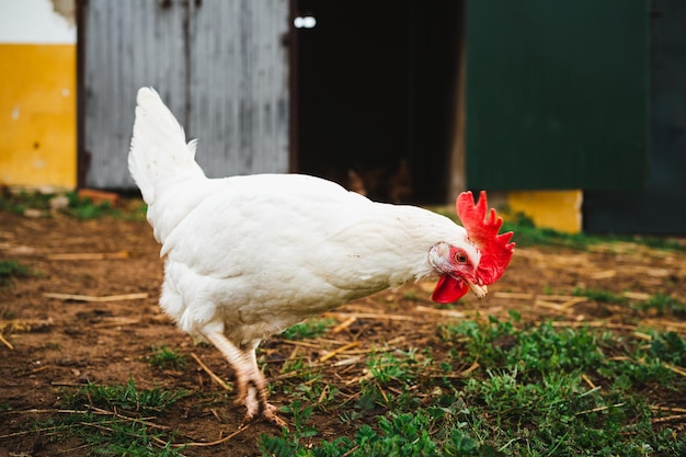 Shot van een witte kip met rode kuif die op een boerderij in Spanje loopt