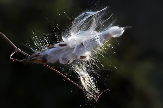 Shot van een witte vezelige Kroontjeskruidplant met zaden die op een herfstdag worden blootgesteld