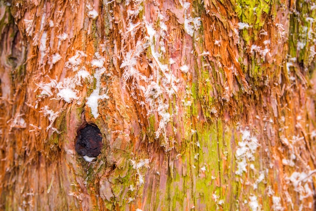 Photo shot of wooden textured background, close up. cypress tree bark detail of colorful trunk after the snow