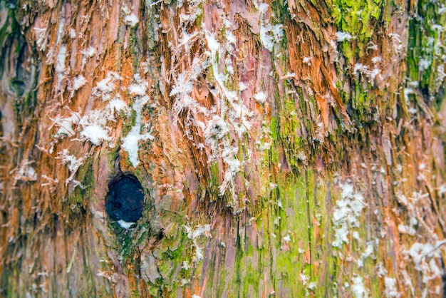 Shot of wooden textured background, close up. Cypress tree bark detail of colorful trunk after the snow