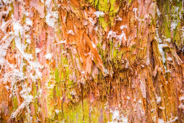 Photo shot of wooden textured background, close up. cypress tree bark detail of colorful trunk after the snow