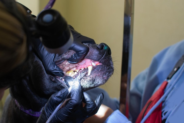 Shot of young veterinarian woman examining teeth and mouth of cute lovely black pit bull dog at veterinary clinic Healthcare for animals concept