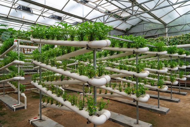 shouguang ecological vegetable greenhouse interior scene