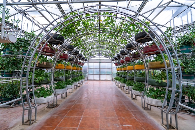 Shouguang ecological vegetable greenhouse interior scene