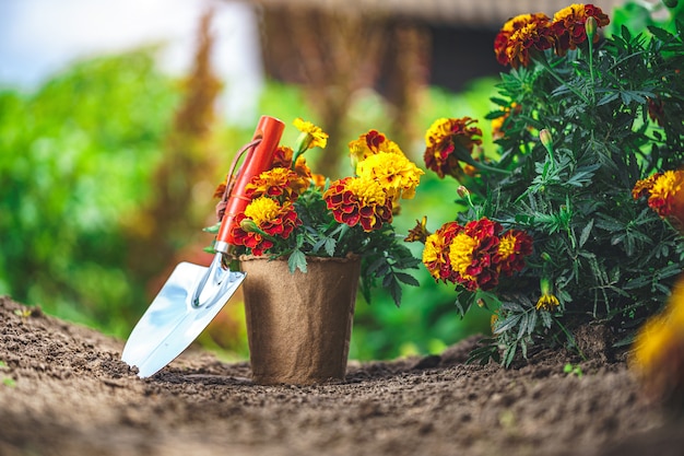 Shovel and pot with marigold flowers for planting in home garden