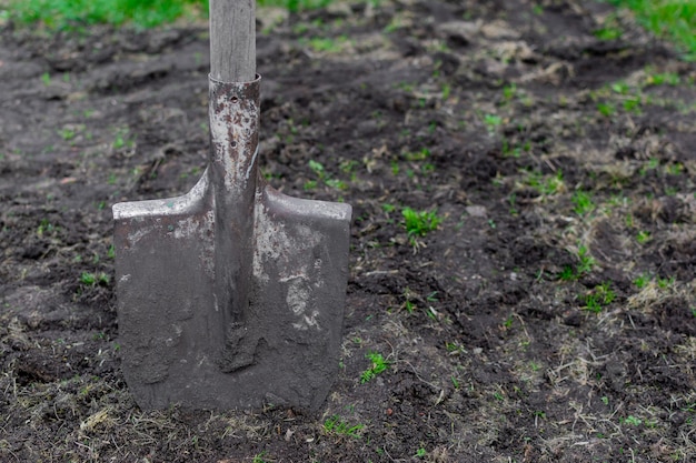 A shovel stuck in the ground preparatory work before planting\
in the garden selective focus