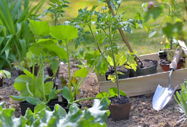 Shovel in a vegetable garden to planting tomato seedlings