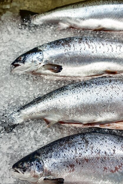 Витрина со свежей рыбой на льду, концепция гастрономии осетра, белуги, лосося, свежие продукты