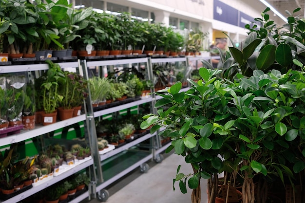 Showcase with green house plants in the background store