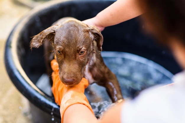 Showering and soaping cute labrador puppy dog on circle black
bucket