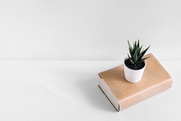 Photo showplant in white pot on brown book isolated on white background