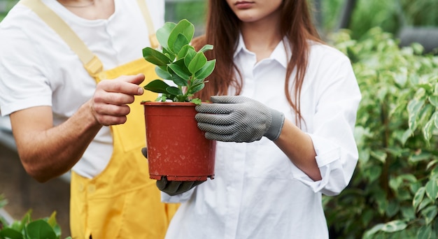 これを行う正しい方法を示しています。温室の鍋で植物の世話をしている仕事服の素敵な庭の労働者のカップル。