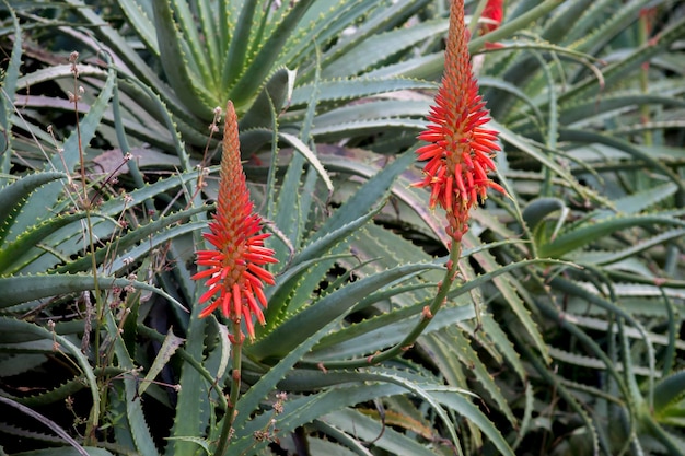 Photo showy red flowers of an aloe arborescens