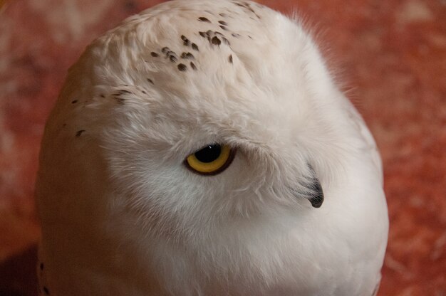 Foto vistoso scandiaca bianco gufo siberiano