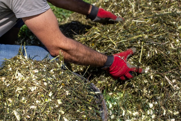 shredded pruning wood Natural and sustainable resource that provides many benefits to the soil