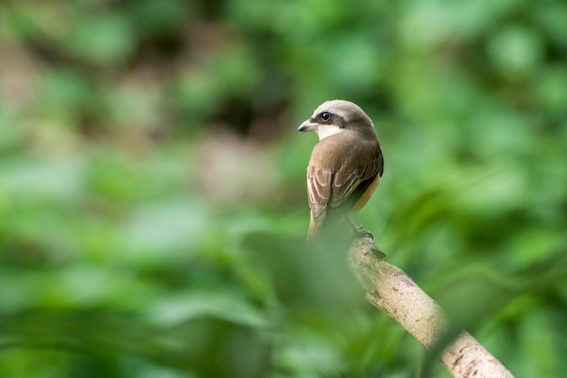 Shrike perching on tree branch