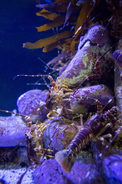 Shrimp climbing stones in a tank 