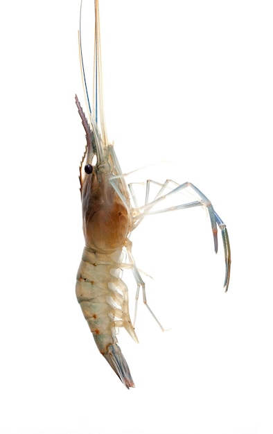 Shrimp isolated on white background