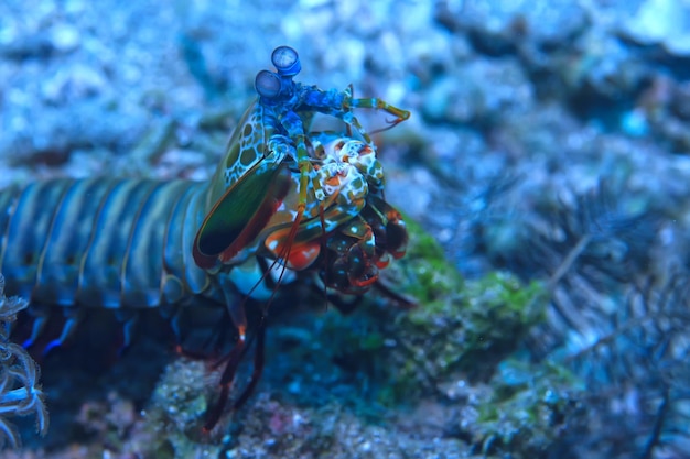 shrimp mantis underwater / underwater scene on a coral reef, tropical sea, unusual creature, macro